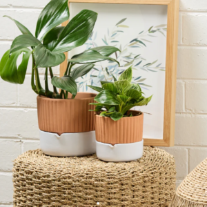 Teracotta Ribbed Self